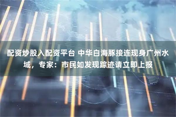 配资炒股入配资平台 中华白海豚接连现身广州水域，专家：市民如发现踪迹请立即上报